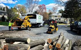 Reliable Albany, LA Tree Services Solutions