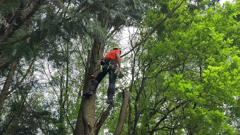 Why Choose Our Tree Removal Services in Albany, LA?